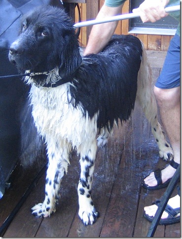 Samspon Getting a Bath