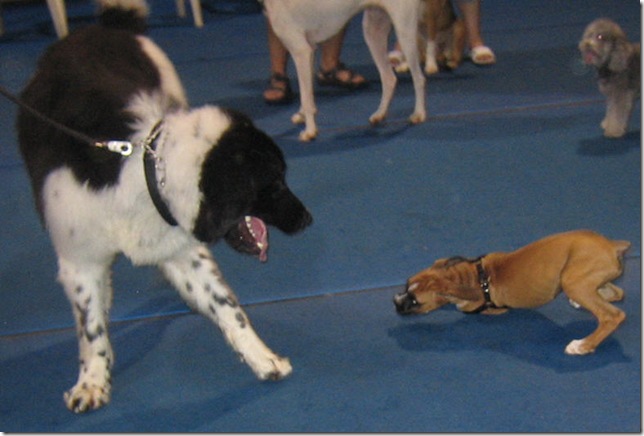 Samspon and Cooper Boxer b