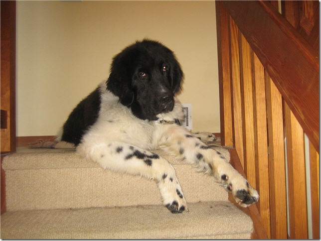 Samspon on the Stairs