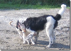Sampson and Mac 4