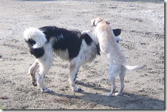 samspon and mac 2