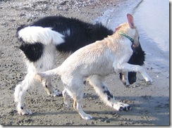 samspon and mac 5
