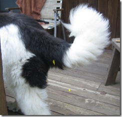 fluffy tail