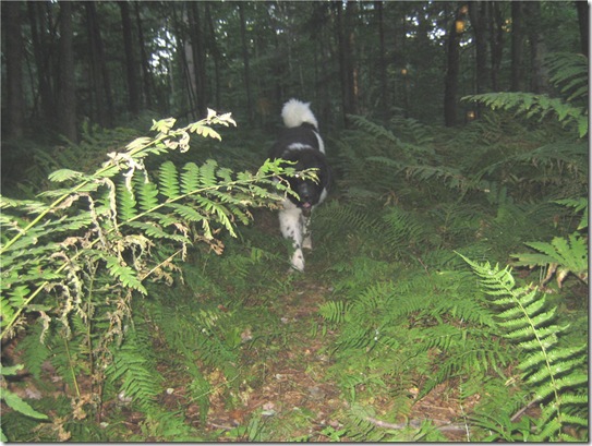 sampson ferns