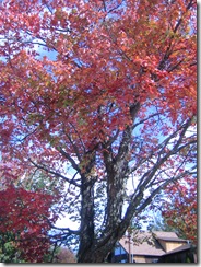 fall pics 004
