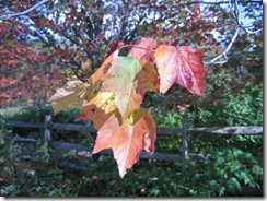 fall pics 006