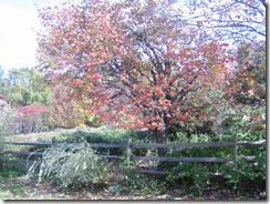 fall pics 007