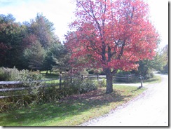 fall pics 008