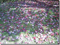 fall pics 009